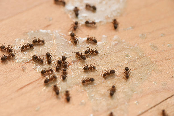 Best Bed Bug Extermination  in O, MI
